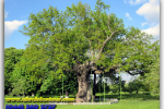 Дуб Тараса Шевченко. Будище. Туры из Киева от Ukrainian Tour (044) 360 5737